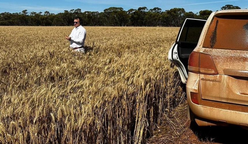 Feedgrain Focus: Southern prices feel harvest pressure