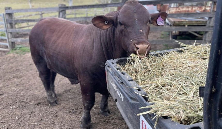 Free webinar on changes to livestock branding and earmarks in Qld