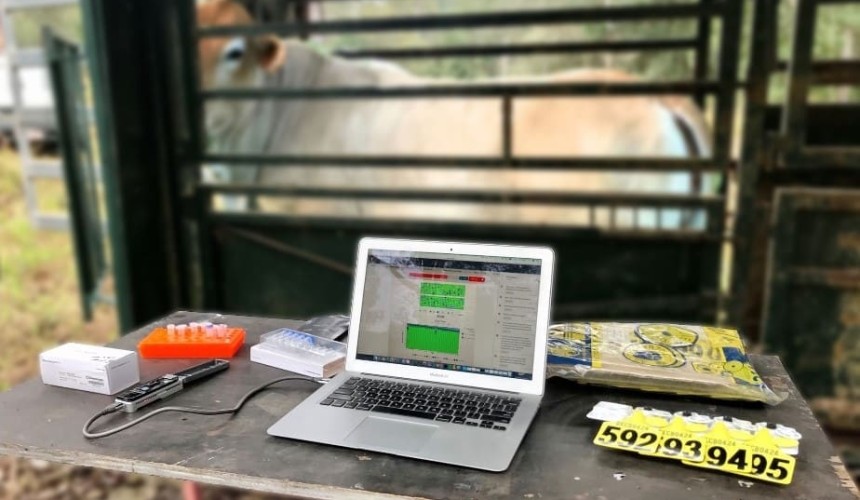 Crushside DNA testing for cattle closer to reality