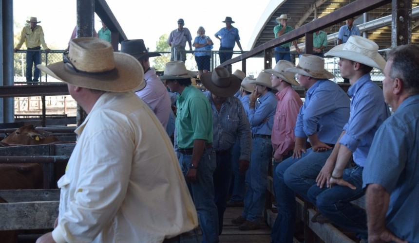 Dalby sale 15 Feb 2023: Numbers lift to 5373