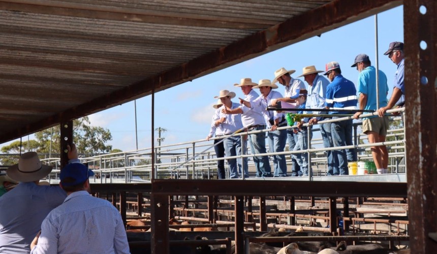 Dalby sale 6 May 2026: Most classes to dearer trend