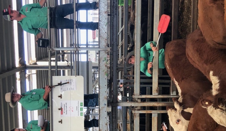 Vic Weaner sales: Wangaratta