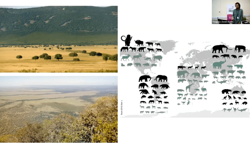 Historic herbivore herds on par with today