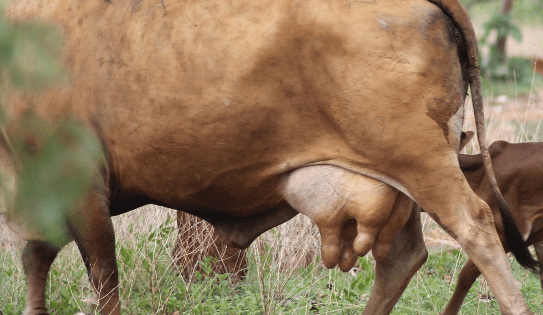 Weekly genetics review: Bottle teats – Can selection and genetics be used more effectively?