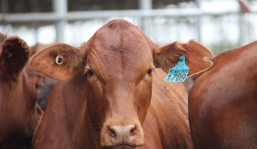 Live export market: What’s behind the NQ price spike?