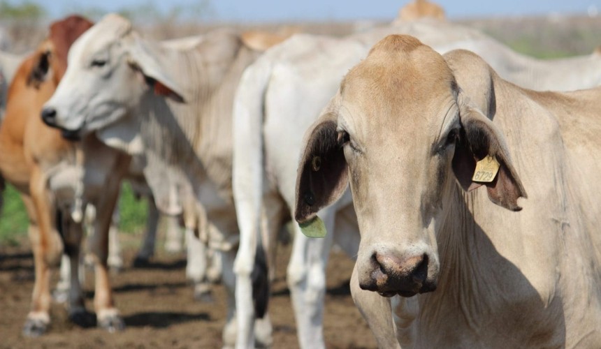 Live export market: Indonesian imports surge to near four-year high
