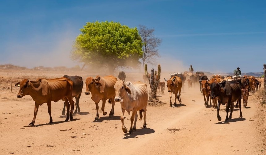 Four possible consequences of El Niño returning in 2023
