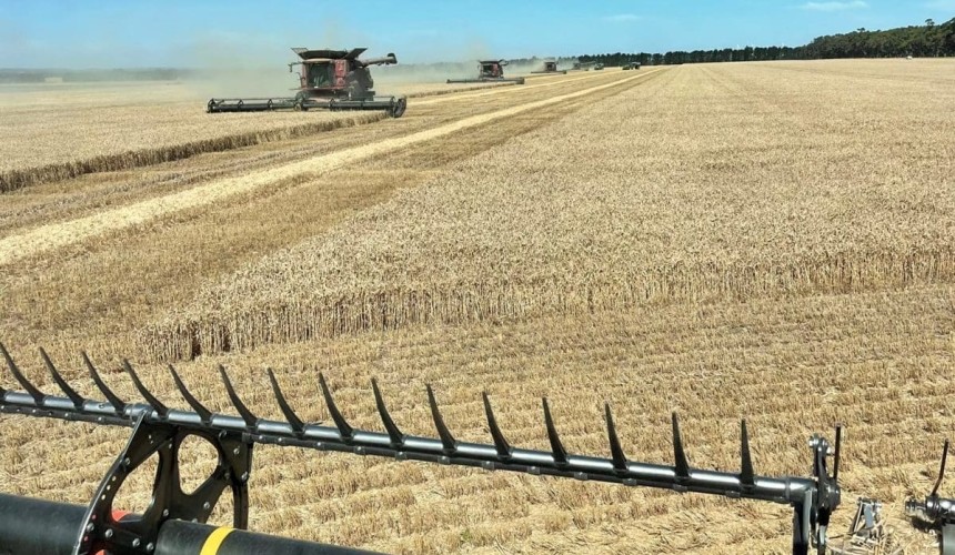 Feedgrain Focus: South softens, northern barley firms