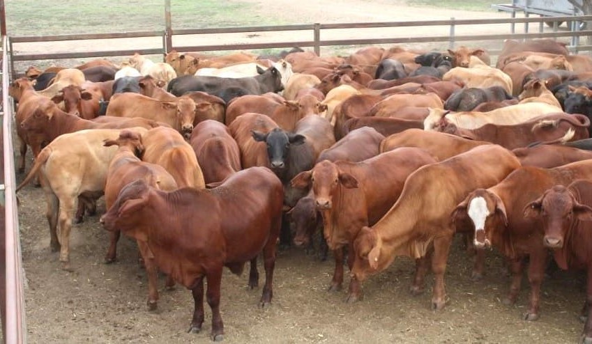 Red ink across AuctionsPlus young cattle categories, in 13,822 head offering