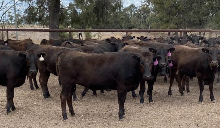 Young cattle prices recover some lost ground, in 12,141 head online offering
