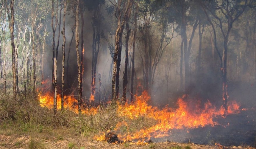 Govt announces new savanna burning carbon methods, beef herd replacement
