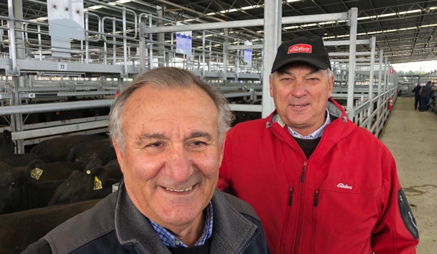 Ballarat’s annual joined and calved female cattle sale tops expectations