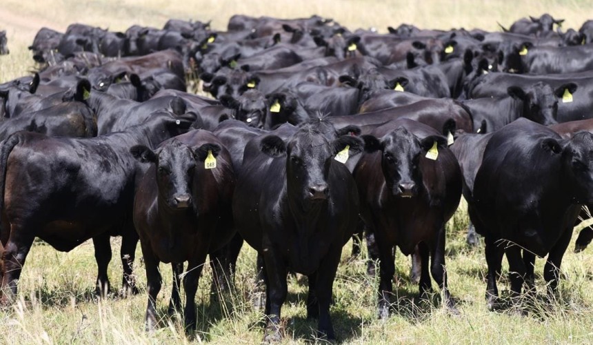 Producers profit from accurate selection decisions with Angus HeiferSELECT