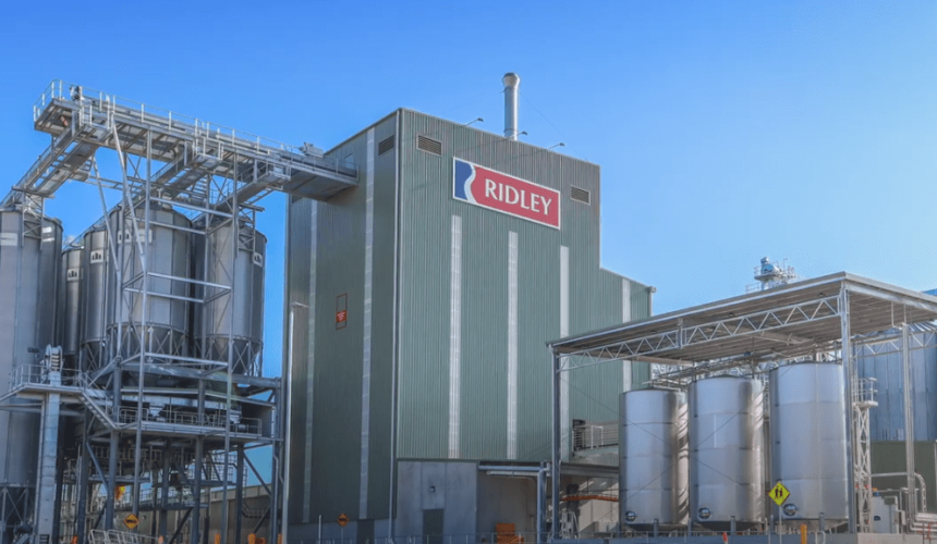 Ridley HY23 profits soften, earnings lift