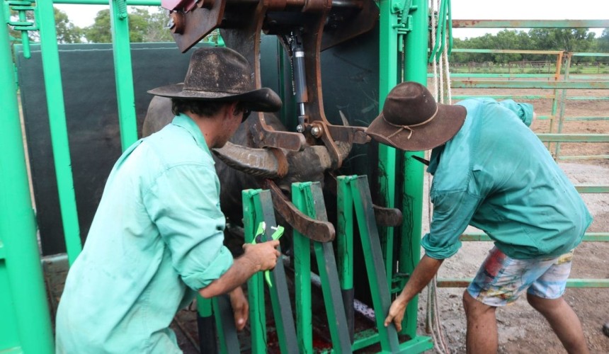 New buffalo handler delivers safety breakthrough