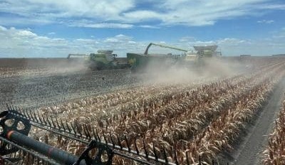 Feedgrain Focus: Wheat, sorghum firm in north