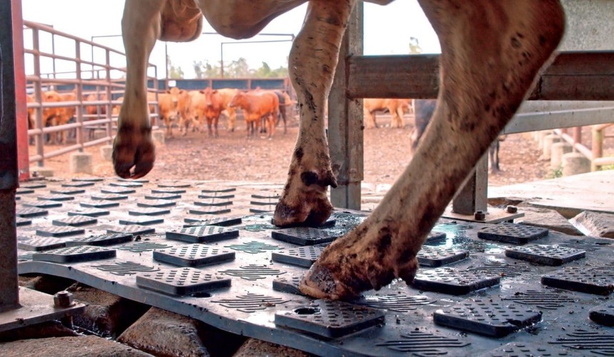 Innovation puts a stop to cattle slipping on concrete