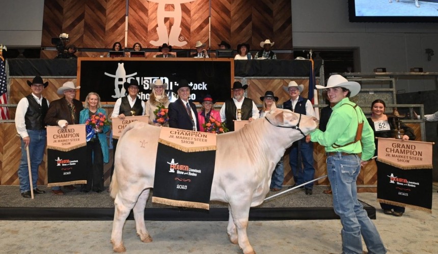 Two US led steers sell for more than US$500,000 each
