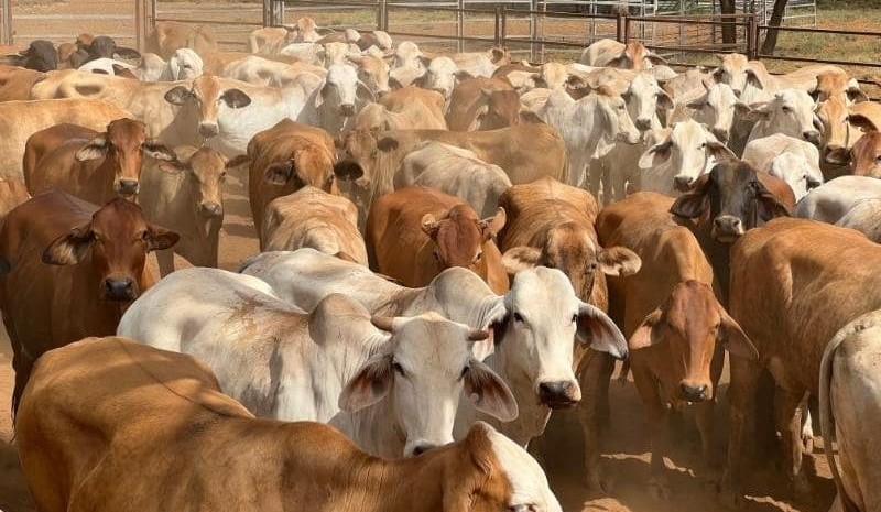 Young cattle softer in 13,769 head online offering