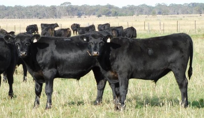 Heavier steer and heifer prices fall, as online offering jumps 29pc