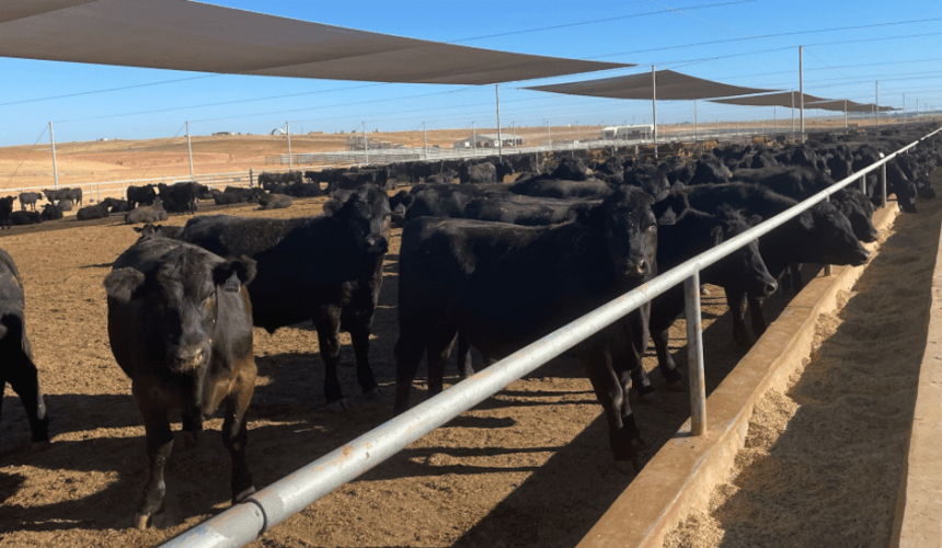 Grainfed forward contracts ease 20c/kg, as feeder prices also soften