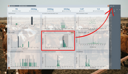 Ticking the (black) box on feedlot feedback + Video