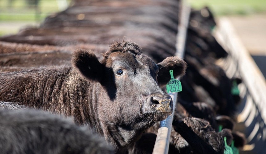 Feedlot capacity hits new record, breaking 1.749m head in September quarter