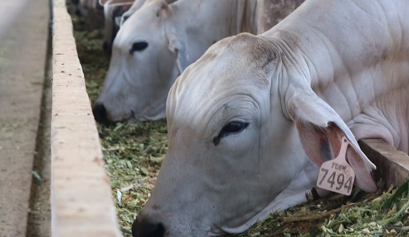 Where will live export prices stabilise?