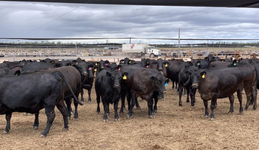 Top 25 Lotfeeders: No. 22 Condabri Feedlot