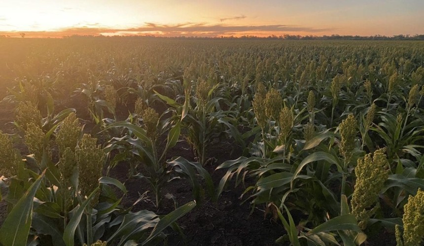 Feedgrain Focus: Sorghum focus lifts prices