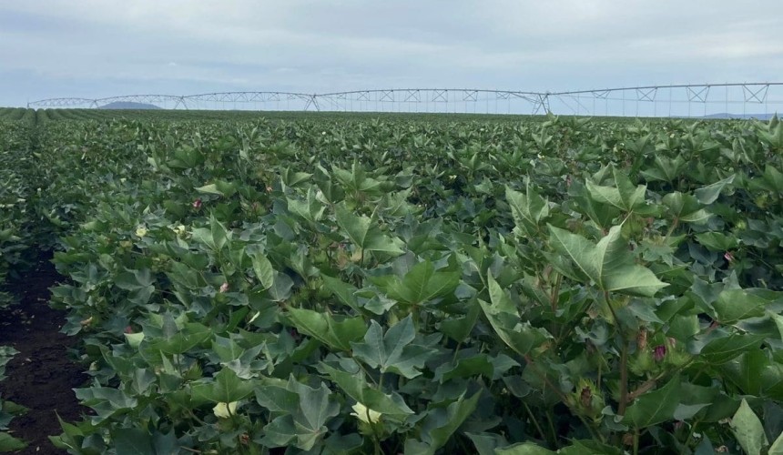 Feedgrain Focus: South softens, north firms