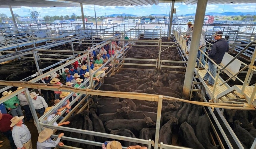 Northern NSW saleyard throughput goes to 20 year high