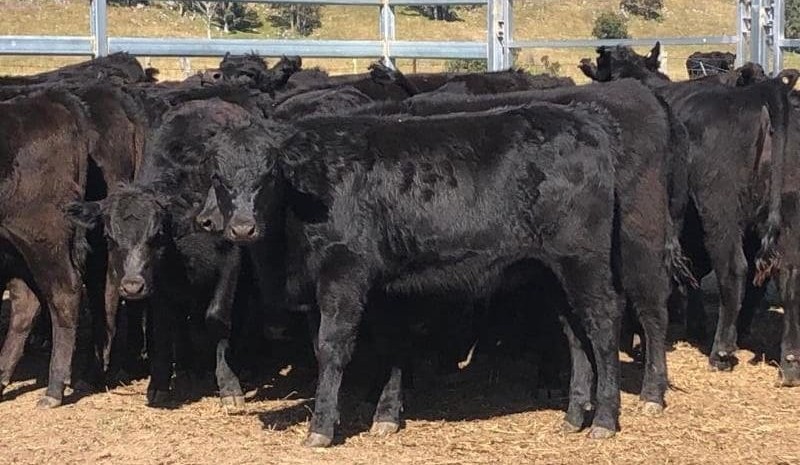 Bigger yardings continue in online trading, with heifers trending higher