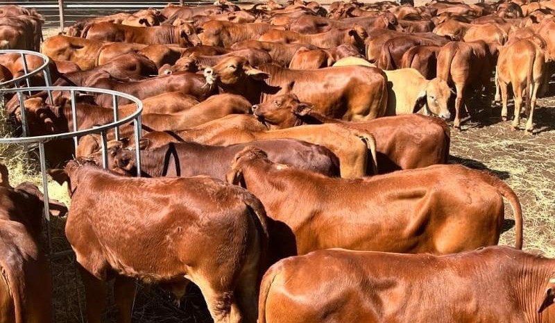 Lighter steers trend higher, heavier types ease in online trading