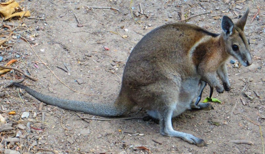 Cluster fence expansion poses opportunities for threatened fauna