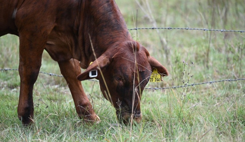 Smart ear tag delivers pasture feed intake breakthrough