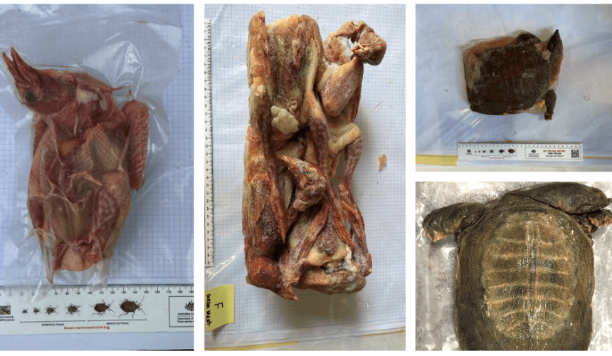Tonnes of illegally imported meat discovered in Sydney warehouse