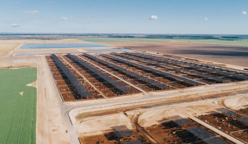June quarter feedlot survey numbers rebound to near-record levels