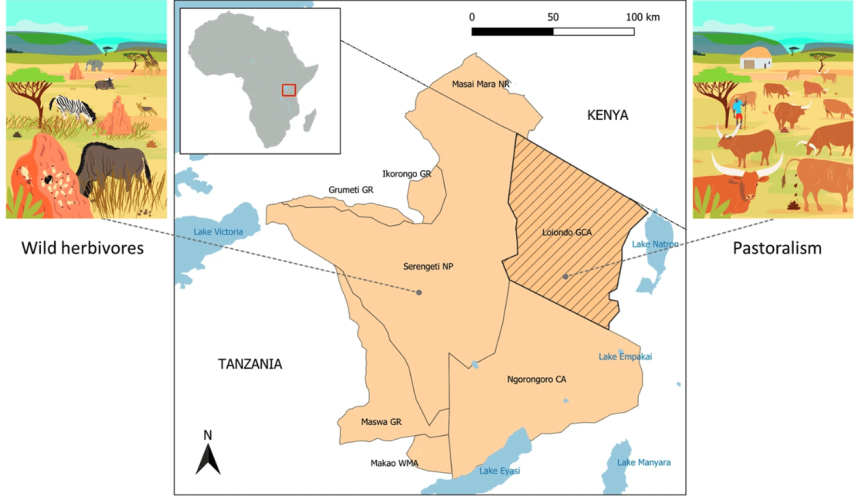 Research shows similar emissions between wild herbivores and cattle