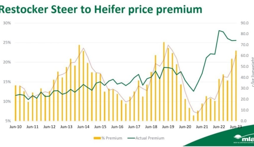 Restocker steer-to-heifer premium at highest level since the drought