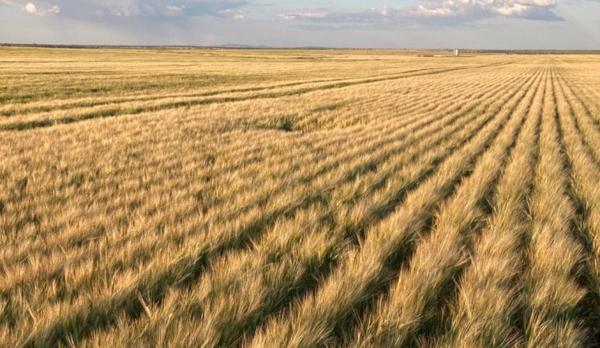 Opinion: Australia’s barley solution with China shows diplomacy does work
