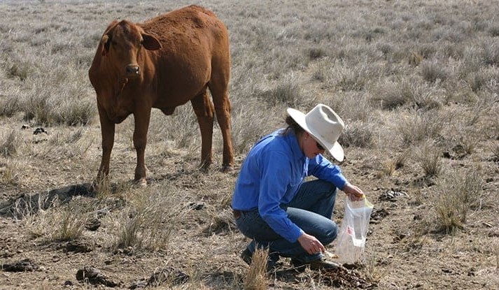 Dung sampling predicts diet quality for better herd and land management