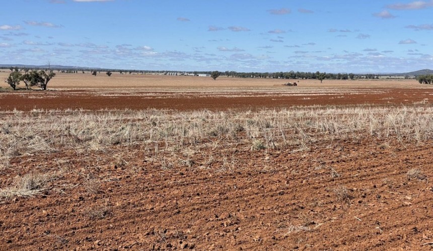 Feedgrain Focus: Prices slide as export buying thins