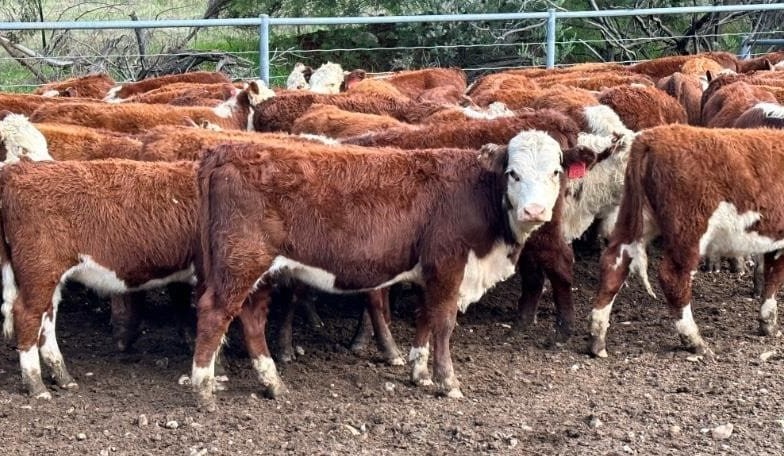 Clearance drops to 38pc on AuctionsPlus, as prices continue to deteriorate
