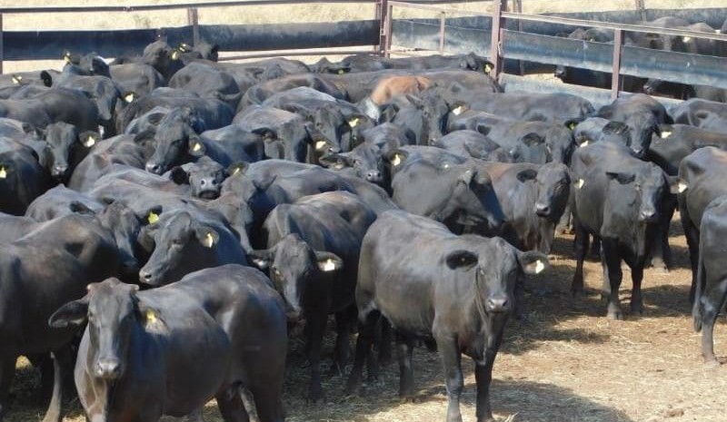 Some reprieve in steer prices, despite season’s largest online offering   
