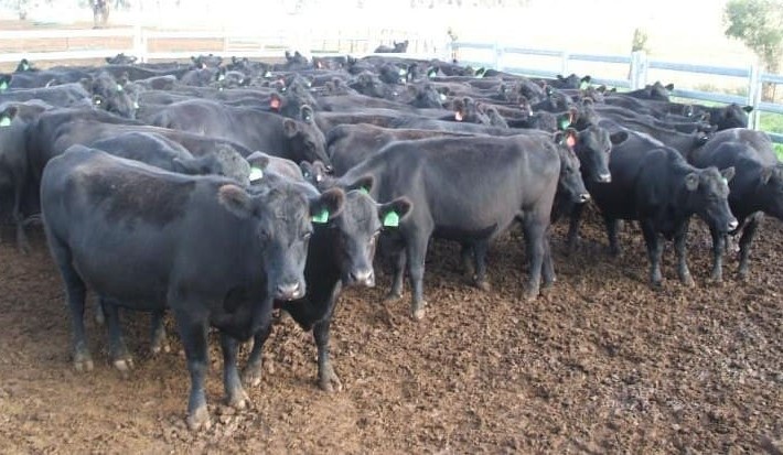 Higher volumes help push prices lower on AuctionsPlus