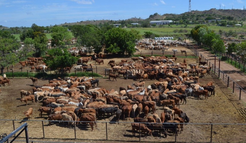 Charters Towers 29 Oct 2025: Mixed quality in 2750 head yarding