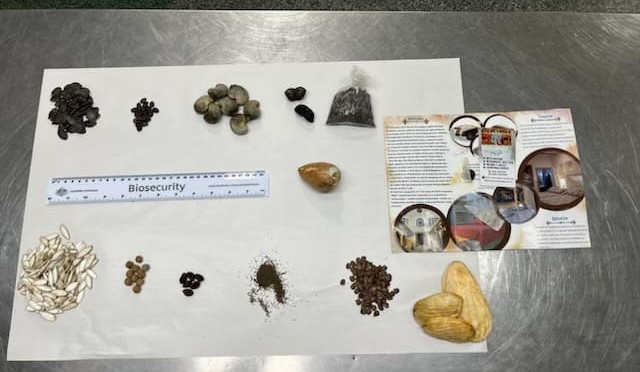 $5500 fine for traveller to Brisbane with plant seeds