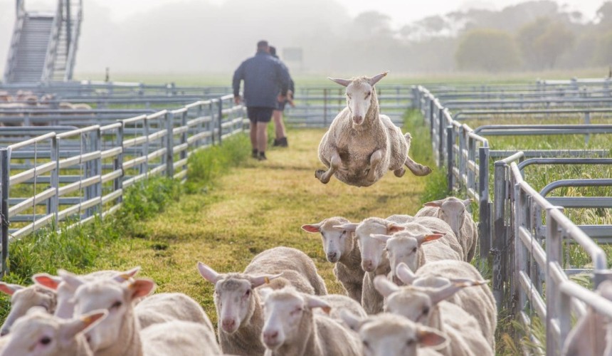 Story celebrating farmers with a disability wins top rural journalism award