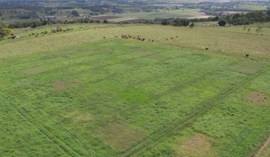 Pasture dieback options on show at Qld field day 